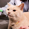 1pc Disposable Pet Syringe Feeder, Easy To Use Cat Water Feeder Cat Milk Feeding Syringe